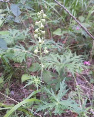 Aconitum variegatum L., Борец пёстрый (World flora) - Pl@ntNet identify