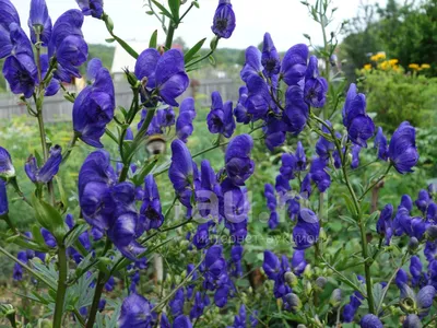 Аконит клобучковый,Борец ( Aconitum napellus) - «Потрясающе красивый, но  такой опасный для жизни... Осторожно: ЭТО необходимо знать!!!» | отзывы