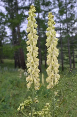 Западная Monkshood Цветок Борец Columbianum — стоковые фотографии и другие  картинки Aconitum Carmichaelii - Aconitum Carmichaelii, Цветок, Без людей -  iStock