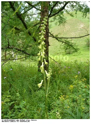 Борец (аконит, Aconitum) — желанный, синий и ядовитый в моём саду. | Сад в  город! | Дзен