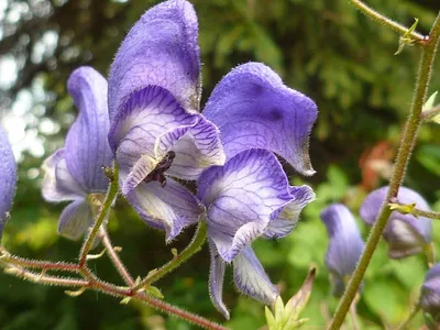 Aconitum Napellus Цветок — стоковые фотографии и другие картинки Борец -  Борец, Aconitum Carmichaelii, Без людей - iStock