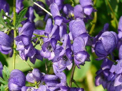 Фотокаталог растений: Борец северный (Aconitum septentrionale)