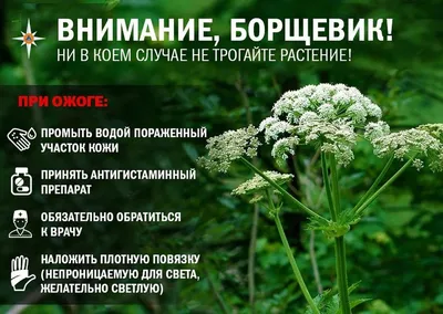 БОРЩЕВИК. Первая помощь при ожоге борщевиком.