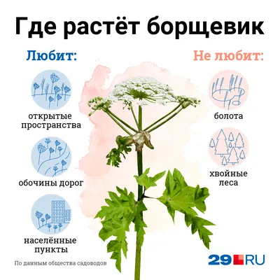 Борщевик шерстистый — Википедия