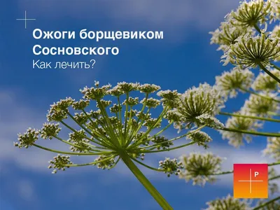 Чем опасен борщевик? - ГКБ Кончаловского