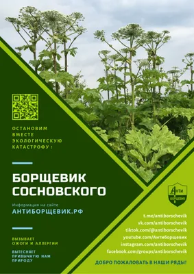 Ожоги борщевиком Сосновского | Клиника Рассвет | Клиника Рассвет