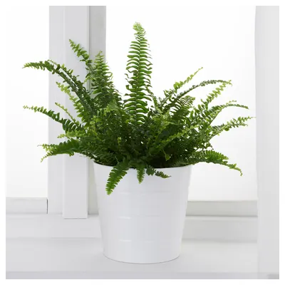 Купить Растение в горшке NEPHROLEPIS, Бостонский папоротник в IKEA (Минск).  Цена, фото и отзывы. Официальный сайт интернет