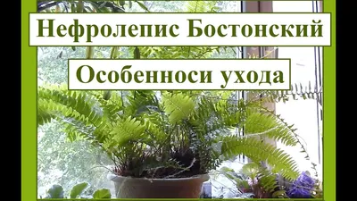 Нефролепис Бостонский (папоротник). Особенности ухода за растением. -  YouTube