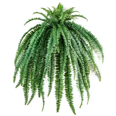 Artificial Boston Fern Plant Phoenix Persian Plastic Grass Wedding Home  Decor | eBay