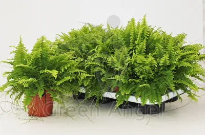 Artificial Boston Fern Plant Phoenix Persian Plastic Grass Wedding Home  Decor | eBay