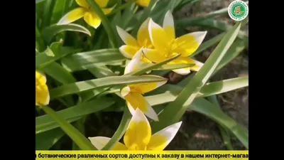 Ботанические тюльпаны - фото сортов, применение на дачном участке