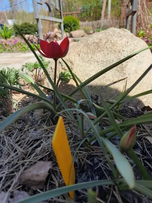 Тюльпан карликовый (Tulipa pulchella humilis) - Тюльпаны Ботанические -  Тюльпаны - Луковичные - Каталог - Kamelia-gardens.ru