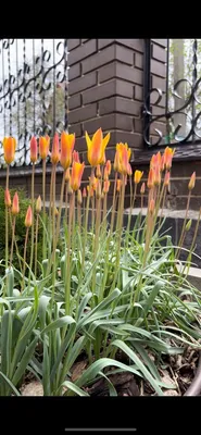 Тюльпан урумийский (Tulipa urumiensis) - Тюльпаны Ботанические - Тюльпаны -  Луковичные - Каталог - Kamelia-gardens.ru