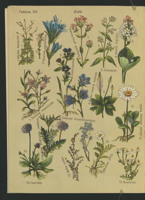 File:Botanika na przechadzce Cz. 1 1913 (86525091).jpg - Wikimedia Commons