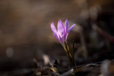 Садовые изюминки. Брандушка или бульбокодиум - уникальный весенний цветок |  Цветы в саду | Дзен