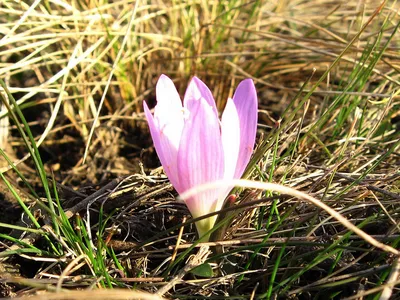 File:Брандушка різнобарвна.jpg - Wikimedia Commons