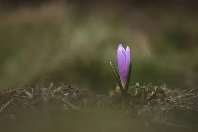 Садовые изюминки. Брандушка или бульбокодиум - уникальный весенний цветок |  Цветы в саду | Дзен