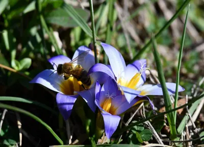 Colchicum bulbocodium Ker Gawl., Брандушка різнобарвна (Світова флора) -  Pl@ntNet identify