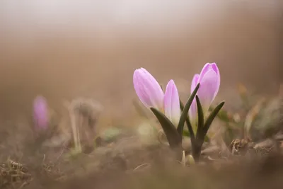 Вертикордия — Нарцисс брандушка \"Golden Bells\" (Bulbocodium Narcissus)