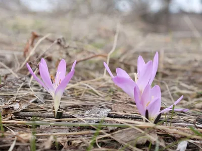 Брандушка разноцветная (лат. Bulbocodium versicolor)