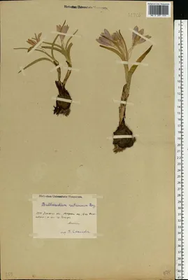 Bulbocodium versicolor - Image of an specimen - Plantarium