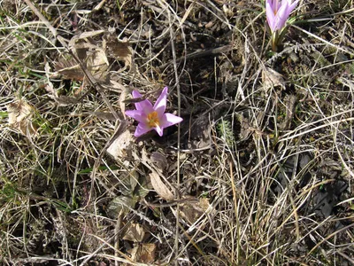 Вертикордия — Нарцисс брандушка \"Golden Bells\" (Bulbocodium Narcissus)