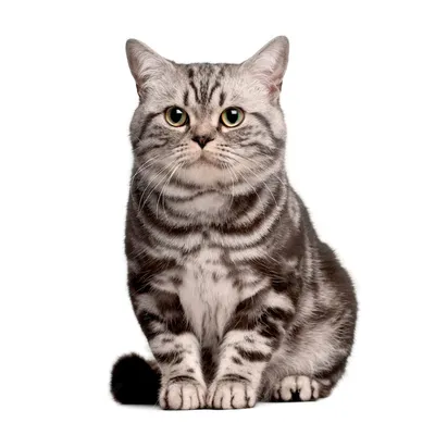 Бразильская короткошерстная кошка фотографии