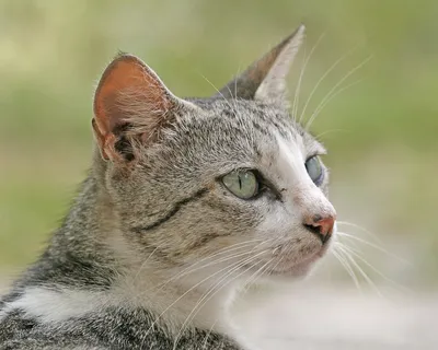 Изображения бразильских короткошерстных кошек для скачивания в png