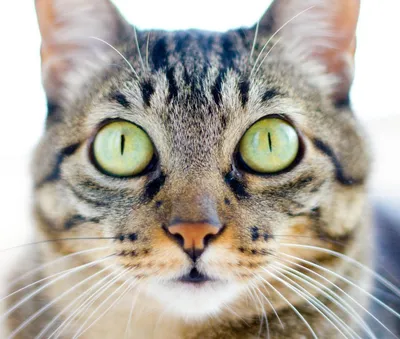 Потрясающие снимки красивой бразильской короткошерстной кошки