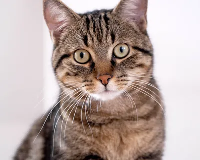 Фото бразильской короткошерстной кошки для использования в качестве обоев
