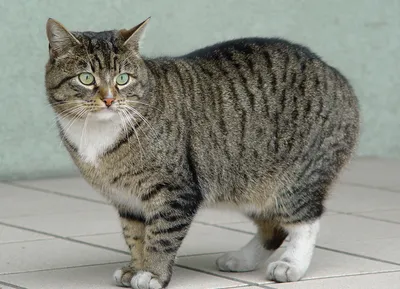 Скачать бесплатные фотографии бразильской короткошерстной кошки в jpg