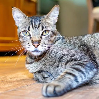Потрясающие фотографии бразильских короткошерстных кошек в формате webp