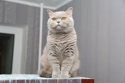 Сказочные изображения бразильской короткошерстной кошки в формате webp
