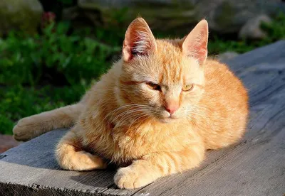 Забавные снимки бразильской короткошерстной кошки в jpg формате