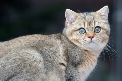 Уникальные снимки бразильской короткошерстной кошки в формате webp
