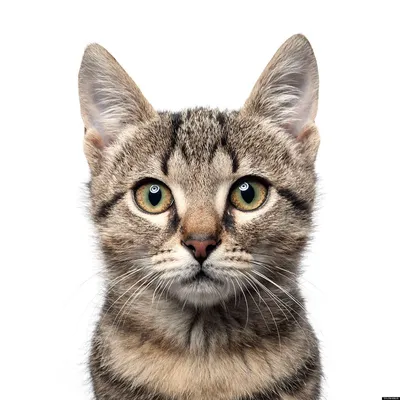 Уникальные снимки бразильских короткошерстных кошек в хорошем качестве