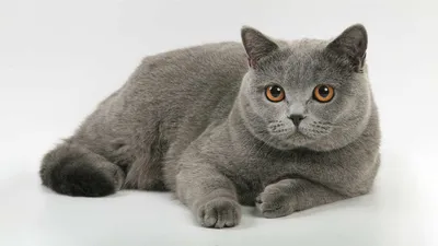 Фэшн-фото бразильской короткошерстной кошки для декорирования