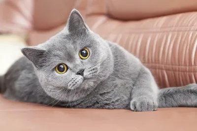 Забавные фотографии бразильской короткошерстной кошки в jpg формате