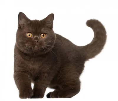 Потрясающие снимки бразильской короткошерстной кошки в высоком качестве