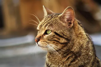 Яркие снимки бразильской короткошерстной кошки в png формате