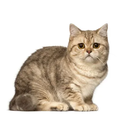 Скачать бесплатные фото бразильских короткошерстных кошек в jpg