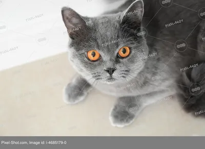 Забавные снимки бразильской короткошерстной кошки в формате jpg