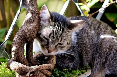Фотографии бразильской короткошерстной кошки для использования в качестве фона