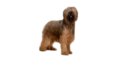 Порода собак бриар - Породы собак обзор на Gomeovet