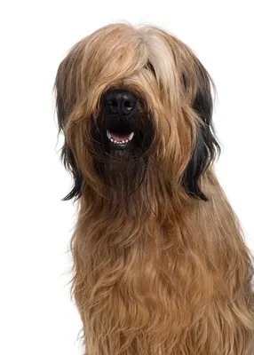 Тихон - собака породы Бриар с …» — создано в Шедевруме