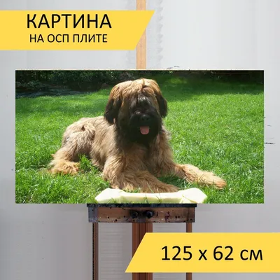 Бриар — MyPets.kg