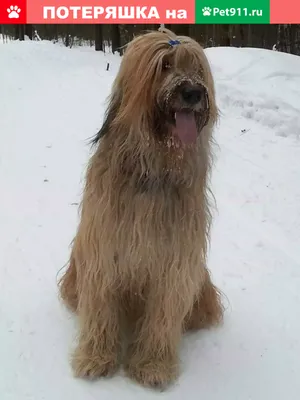 Собака Briard С Палкой Во Рту — стоковые фотографии и другие картинки Бриар  - Бриар, Конский хвост, Собака - iStock