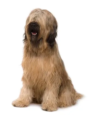 Бриар (Canis lupus familiaris 'Briard') - Rock Identifier