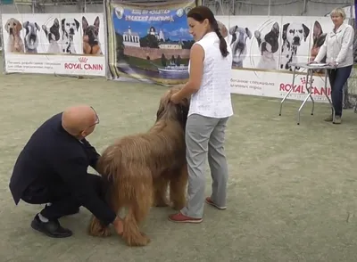 Briard | Royal Canin UA