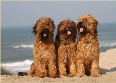 Собаки с бородой или усами: фото и описания ТОП-40 бородатых пород